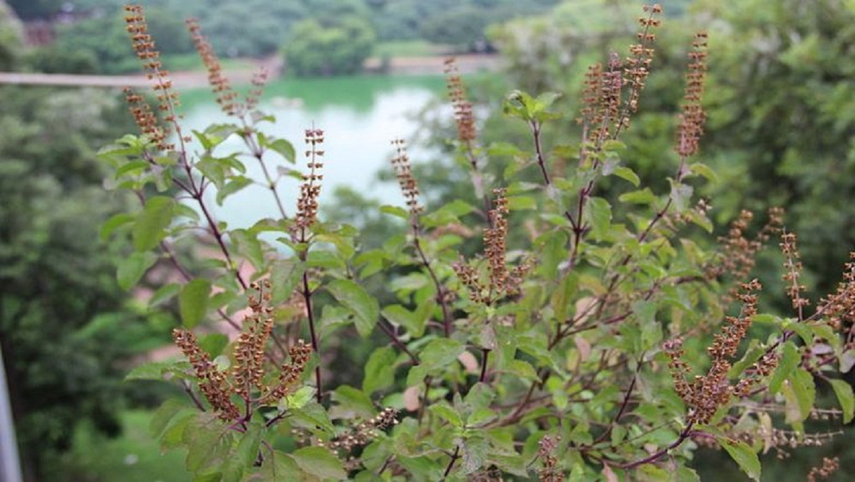 तुलसीको विशेष पूजा, चार नारायणमा भक्तजनको घुइँचो